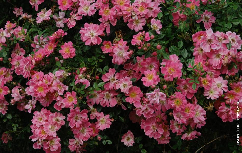 ©SUNFLOR - Primavera